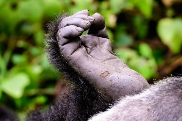 Foot of a mountain gorilla stock photo