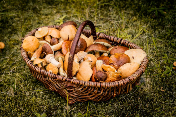 istock brown basket full of forest mushrooms 846315498