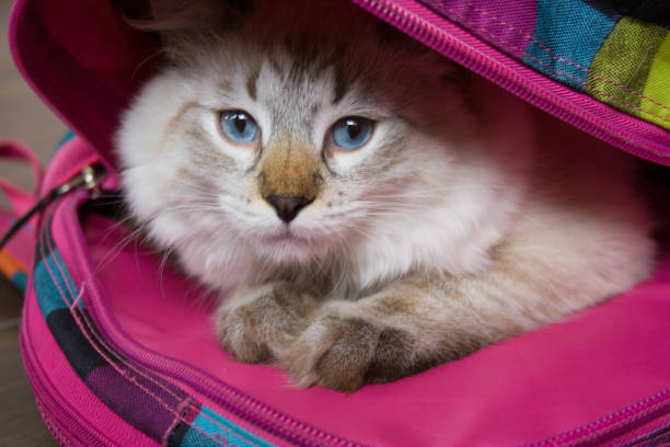 istock Siberian Neva Masquerade cat 846318016