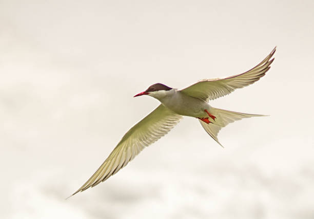 북극제비갈매기 항공편 - tern bird arctic tern nature 뉴스 사진 이미지