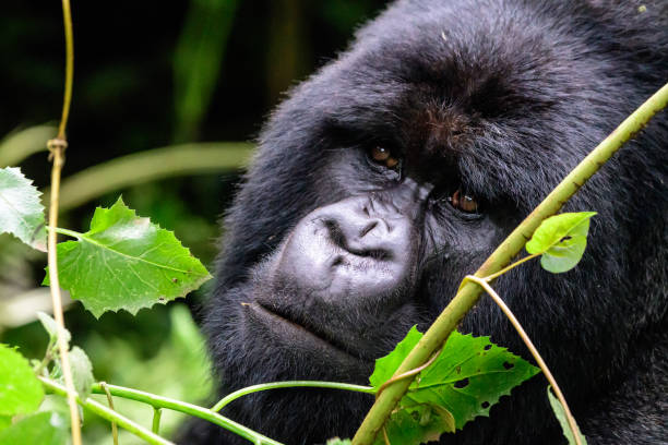 Head shot of the face of a Silverback peering through the undergrowth stock photo