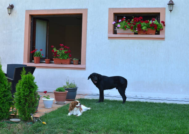 istock Adorable dogs in a backyard 846319792