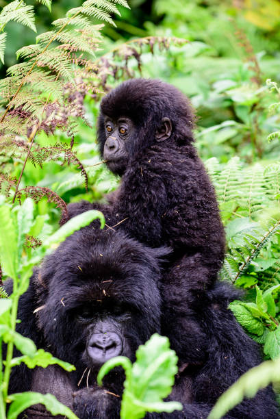 Intimate shot of mother and baby mountain gorillas stock photo
