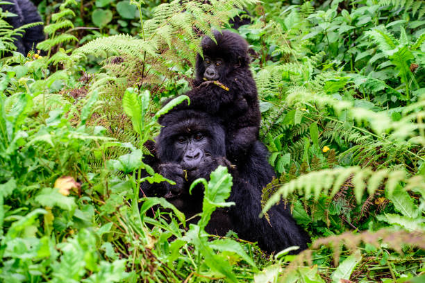 mother and baby gorilla in the undergrowth stock photo