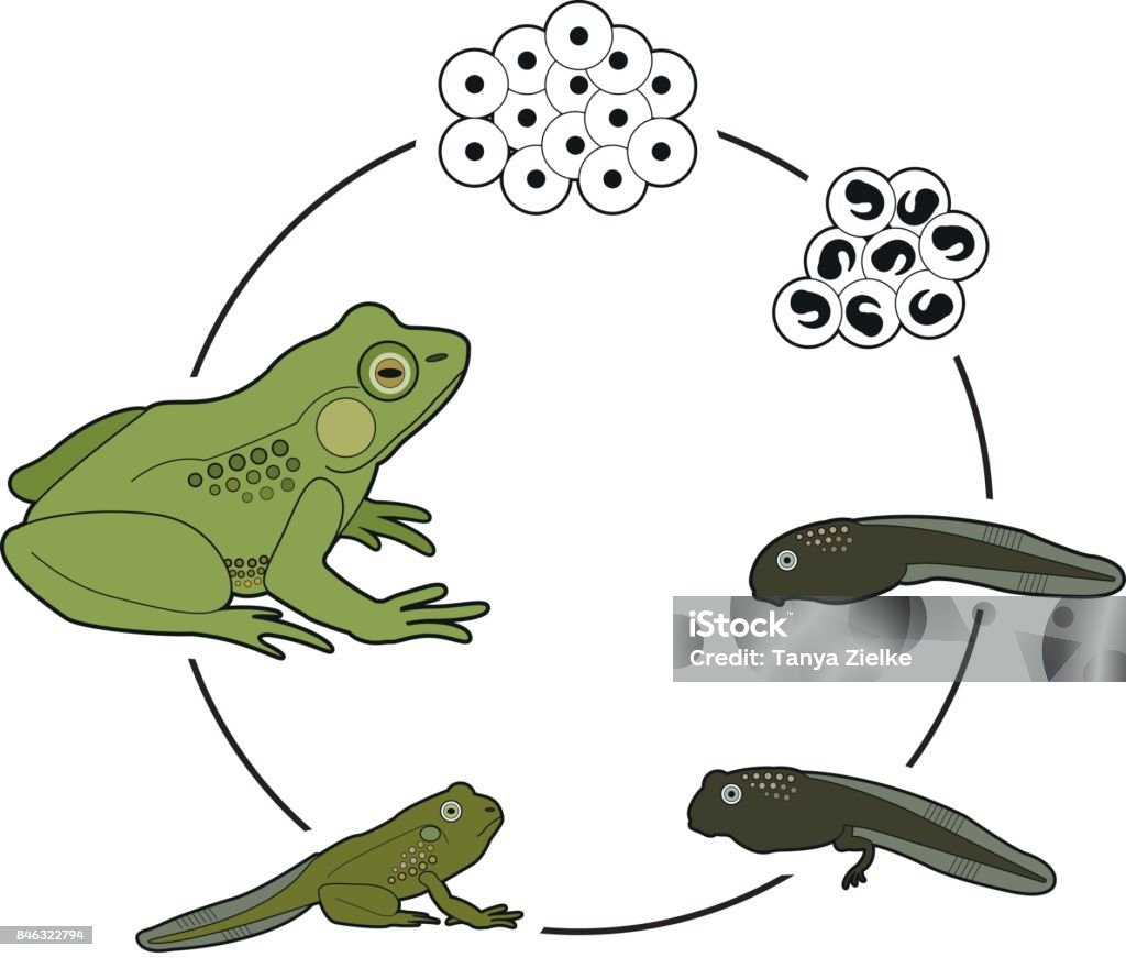 Cycle de vie d’une grenouille - clipart vectoriel de Grenouille libre de droits