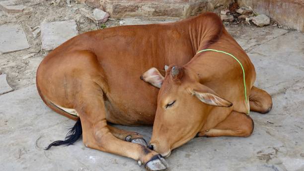 Holy cattle sleeping at street in Varanasi, India sleeping cow stock pictures, royalty-free photos & images