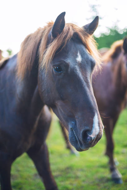 istock Portrait of horse 846335448