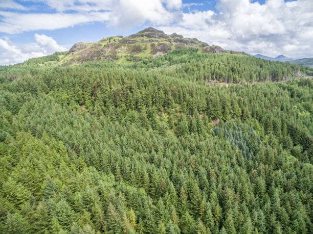 istock Aerial of a forest in Argyll 846338958