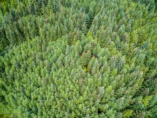 istock Aerial of a forest in Argyll 846342436