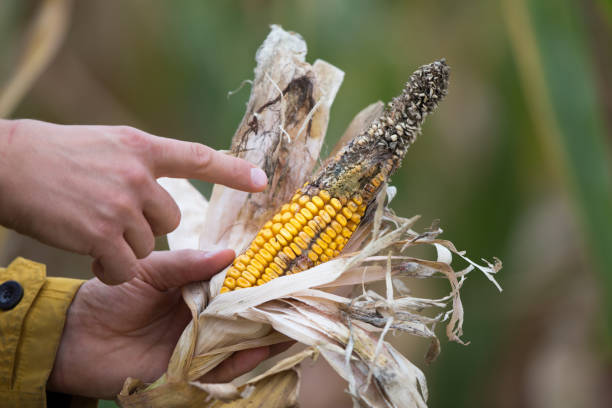 corn cob with rot - agriculture close up corn corn on the cob imagens e fotografias de stock