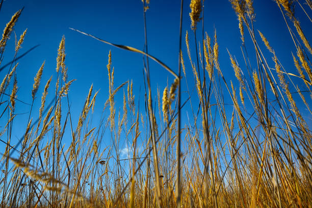istock Close up of dry grass from the ground 846343482