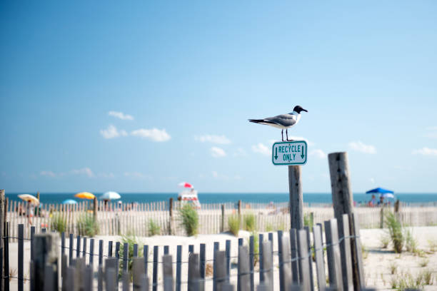 uccello in pole a cape may beach - contea di cape may foto e immagini stock