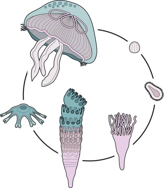 ilustrações, clipart, desenhos animados e ícones de ciclo de vida de uma água-viva - deep sea diving illustrations