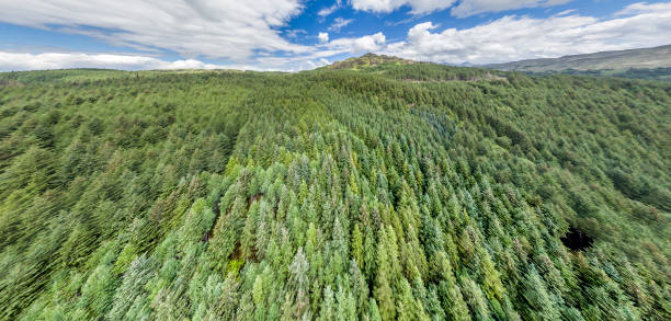 istock Aerial of a forest in Argyll 846348294
