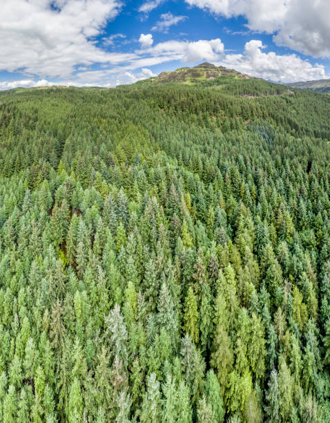 istock Aerial of a forest in Argyll 846351404