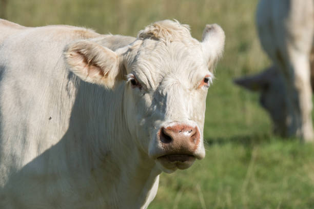 istock Closeup of a white cow 846351698
