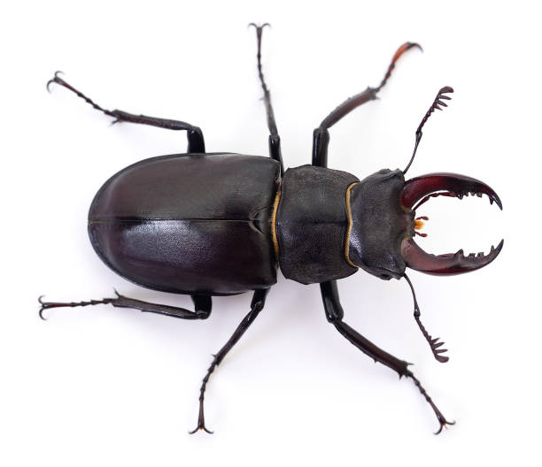 istock Rhinoceros beetle isolated on white 846351816