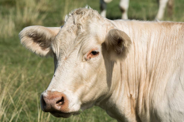 istock Closeup of a white cow 846352034