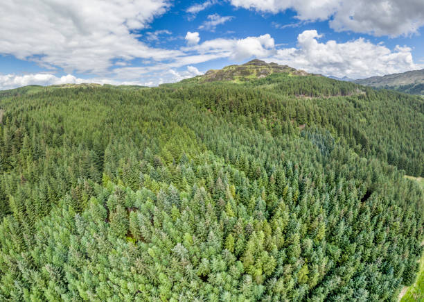 istock Aerial of a forest in Argyll 846352118