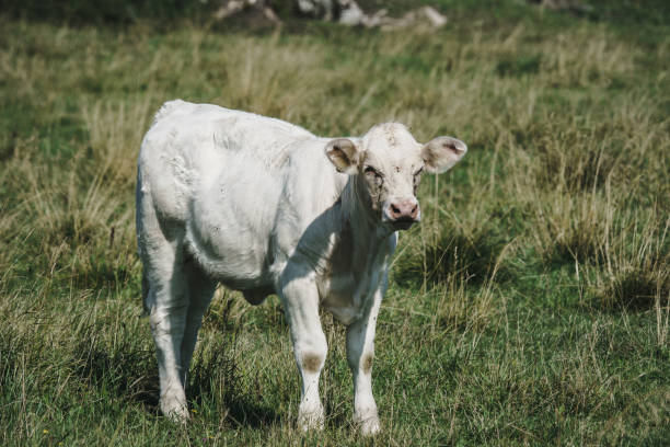 istock Young white calf on a green field 846352208