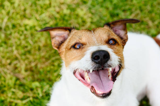 istock Happy and playful dog looking up on green grass background 846352332