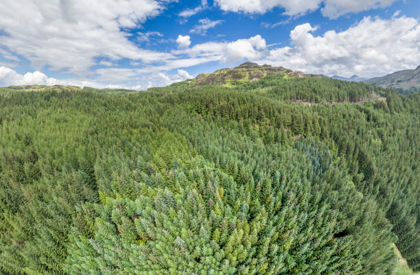 Aerial of a forest in Argyll
