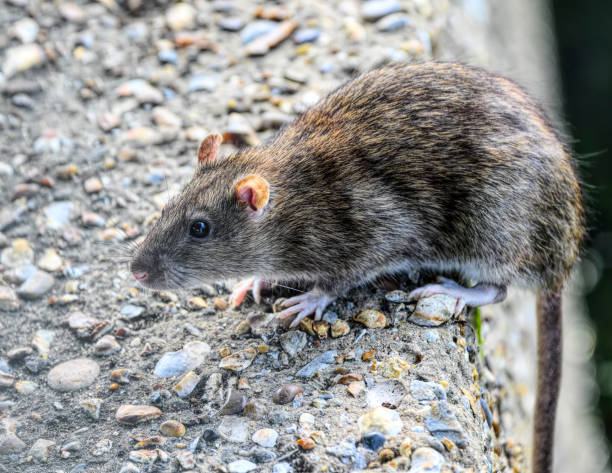istock Brown rat Rattus norvegicus tail overhanging concrete wall 846355134