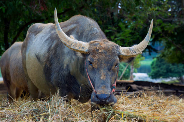 istock Buffalo with large horns chew hay 846355208