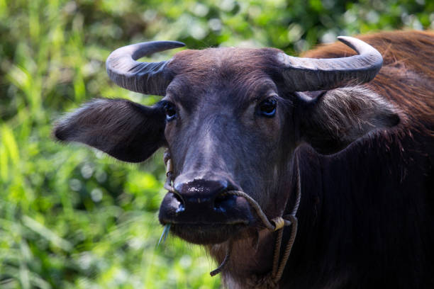 Close up of bufala or buffalo cows in the meadows stock photo