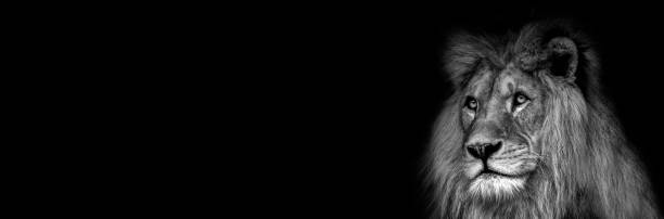 High contrast black and white a lion face