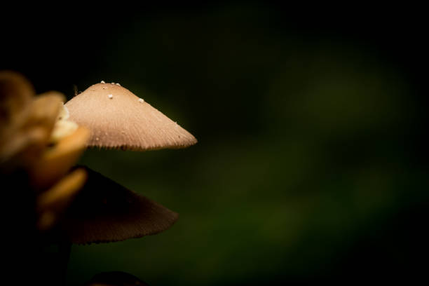 istock Selective focus at mushroom, macro photography 846358960