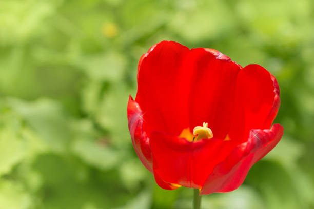 istock tulip in nature as the background 846365842