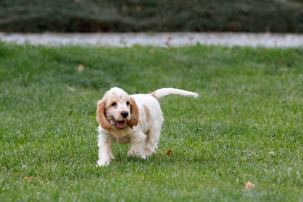 English Cocker Spaniel puppy enjoy play in summer garden.
