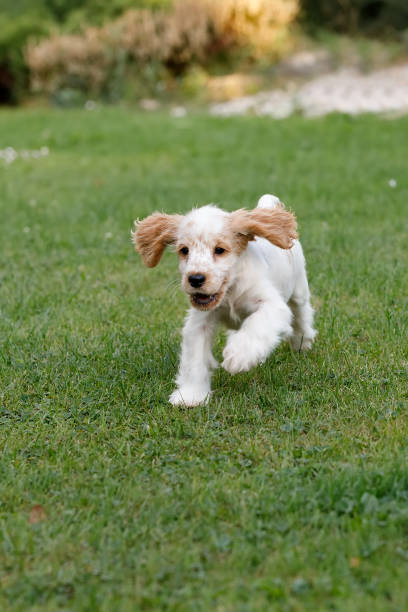 istock purebred English Cocker Spaniel puppy 846369594