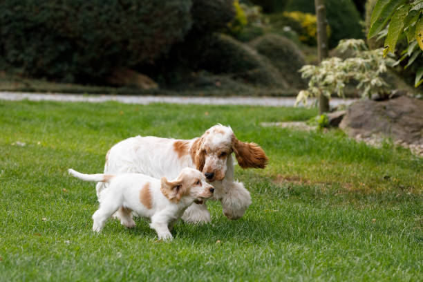 istock purebred English Cocker Spaniel with puppy 846369654
