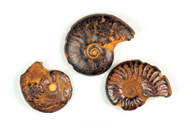 istock Ammonite fossils on a white background. 400 million years. Cretaceous-Devonian period. 846370018