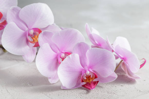 istock Pink orchid flower over grey concrete background 846370570