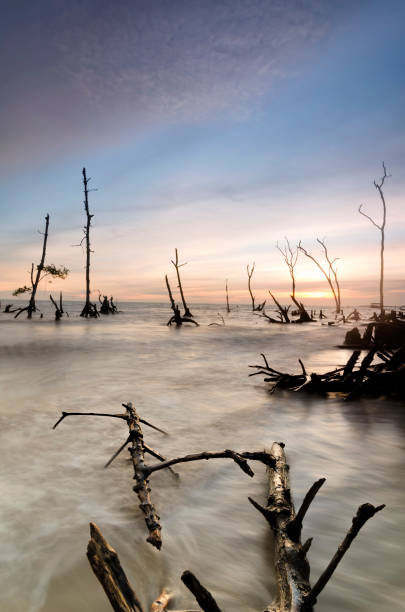 Mangroves endangered