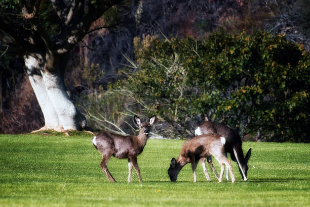 istock Young deer grazing in green meadow 846374226