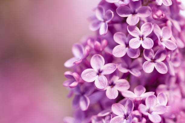 istock beautiful lilac on a background nature 846374636