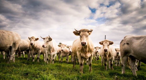 istock A beautiful white cows in the field. Rural landscape with cattle. 846377990