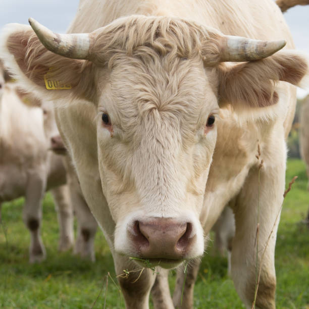 istock A beautiful white cows in the field. Rural landscape with cattle. 846377994