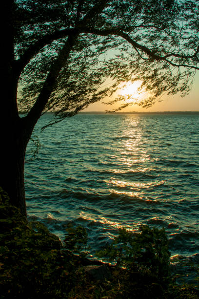 istock Willow near water in the evening 846378344