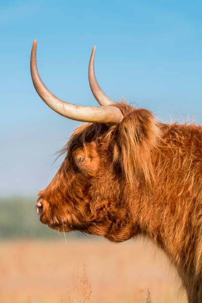 istock Highland cow longhaired bull side view 846380636
