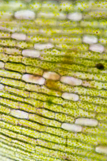 istock Cell structure Hydrilla, view of the leaf surface showing plant cells under the  microscope for classroom education. 846380868