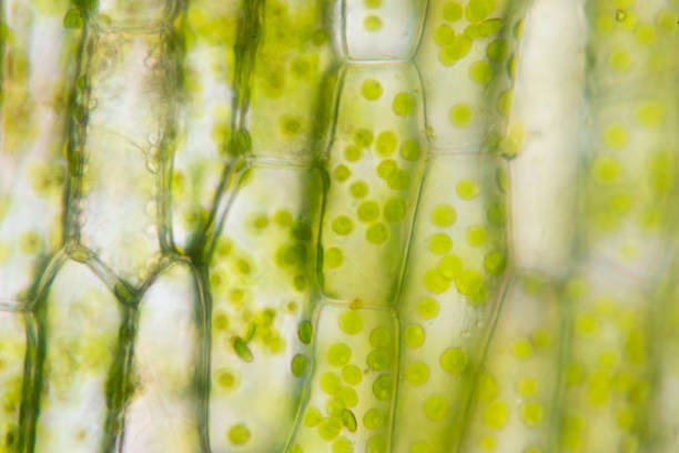 istock Cell structure Hydrilla, view of the leaf surface showing plant cells under the  microscope for classroom education. 846380914