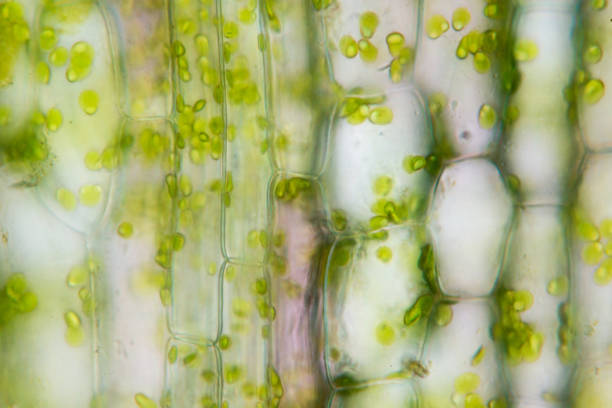 istock Cell structure Hydrilla, view of the leaf surface showing plant cells under the  microscope for classroom education. 846380928