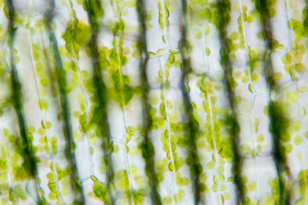 istock Cell structure Hydrilla, view of the leaf surface showing plant cells under the  microscope for classroom education. 846380952