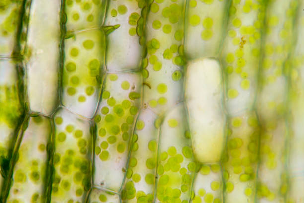 la cellule structure hydrilla, vue de la surface foliaire montrant les cellules végétales au microscope pour l’enseignement en classe. - chlorophyll photos et images de collection