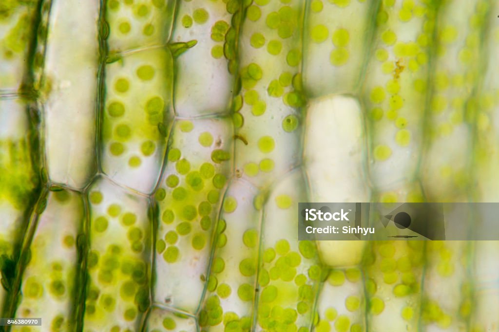 Struttura cellulare Hydrilla, vista della superficie fogliare che mostra le cellule vegetali al microscopio per l'istruzione in classe. - Foto stock royalty-free di Microscopio